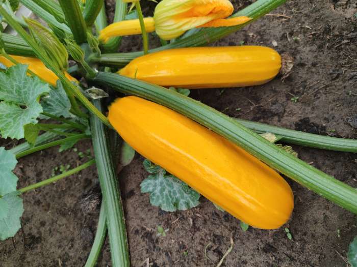 Фотография покупателя товара Семена Кабачок "Бананы на Грядке", F1, Сем. Алт, ц/п, 1 г - Фото 1