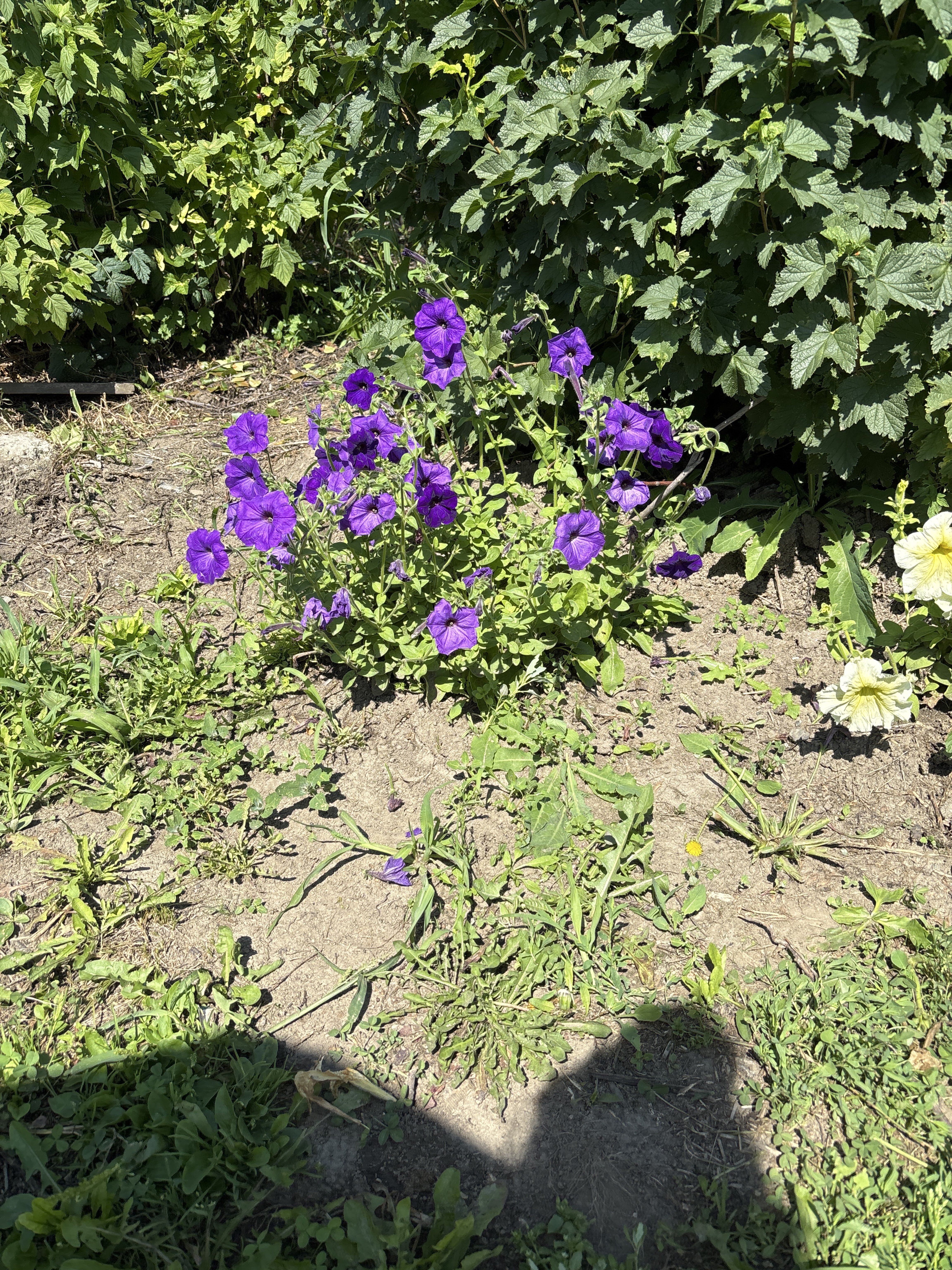 Фотография покупателя товара Семена цветов Петуния "Альдерман" 0,1 г - Фото 1