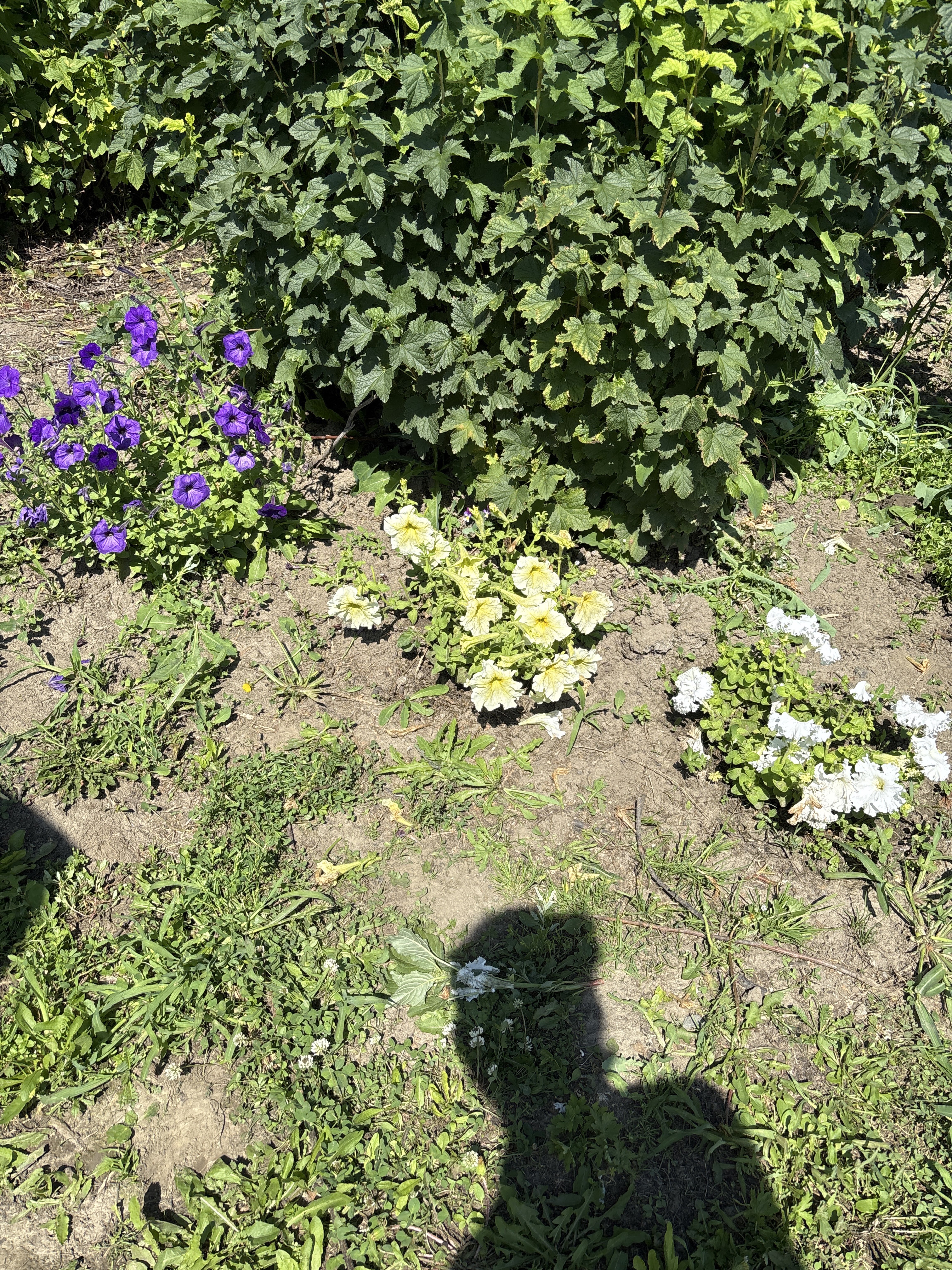 Фотография покупателя товара Семена цветов Петуния "Альдерман" 0,1 г - Фото 2