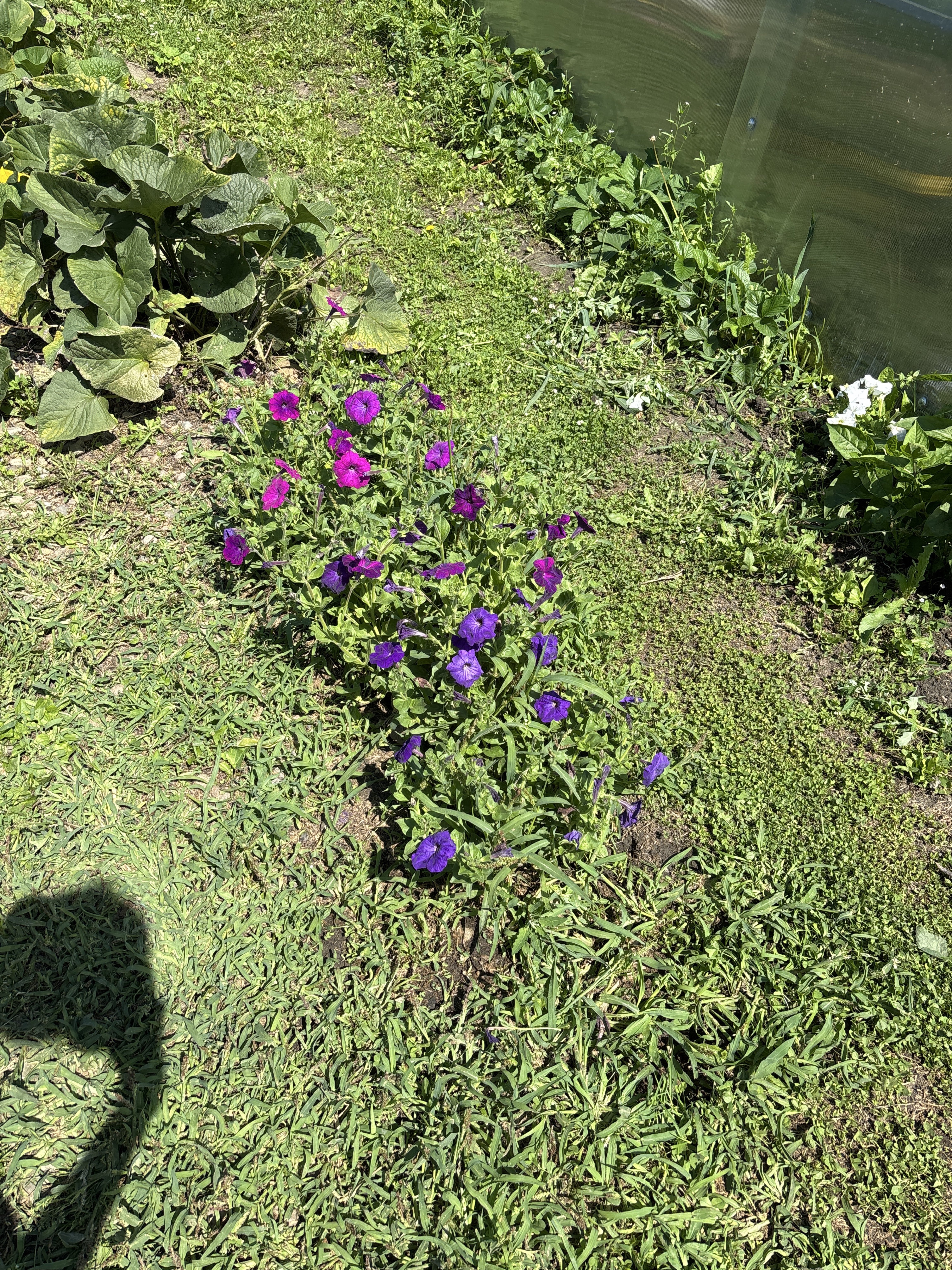 Фотография покупателя товара Семена цветов Петуния "Альдерман" 0,1 г - Фото 3