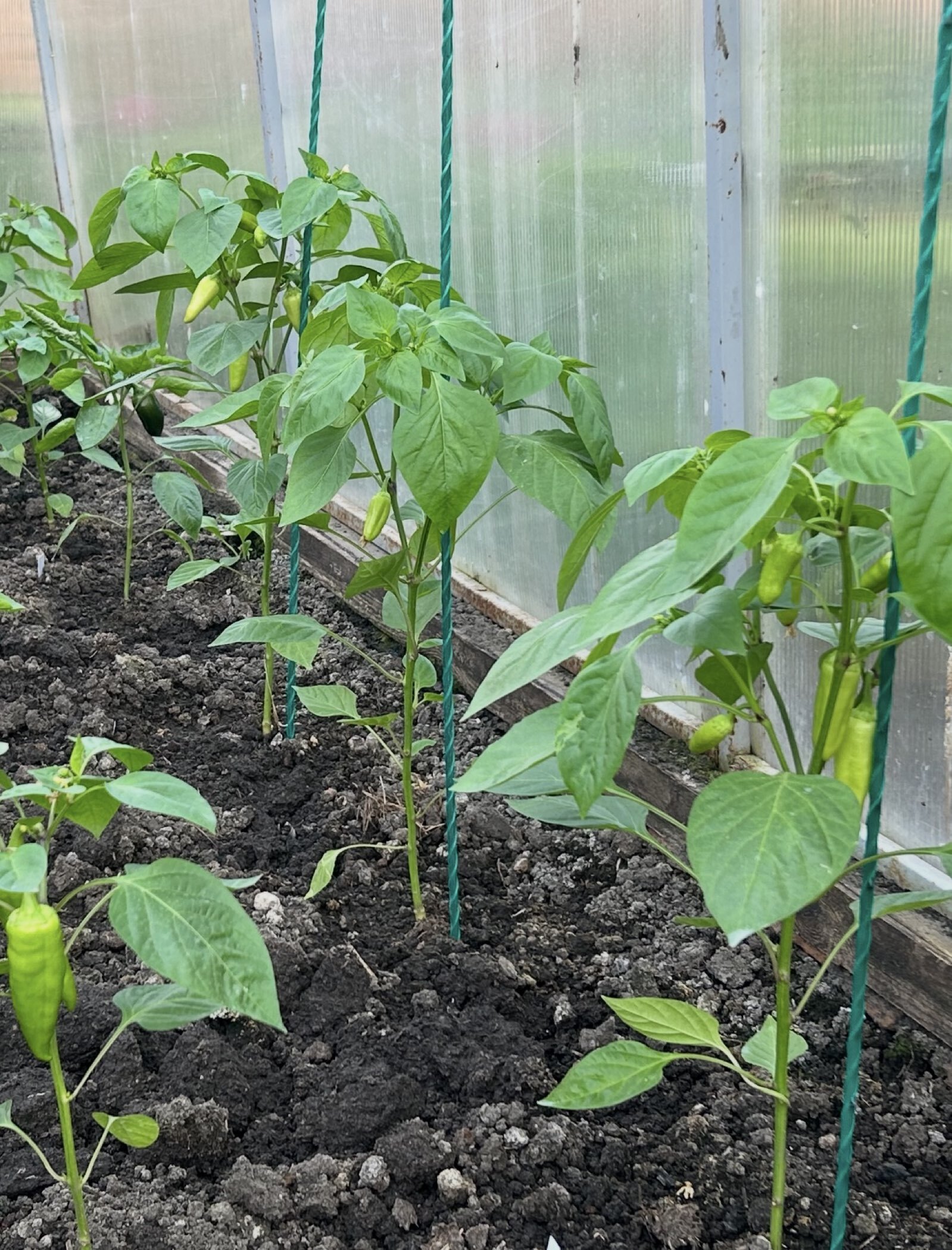 Фотография покупателя товара Семена Перец сладкий "Джипси", Seminis, F1, Сем. Алт, ц/п, 5 шт - Фото 1
