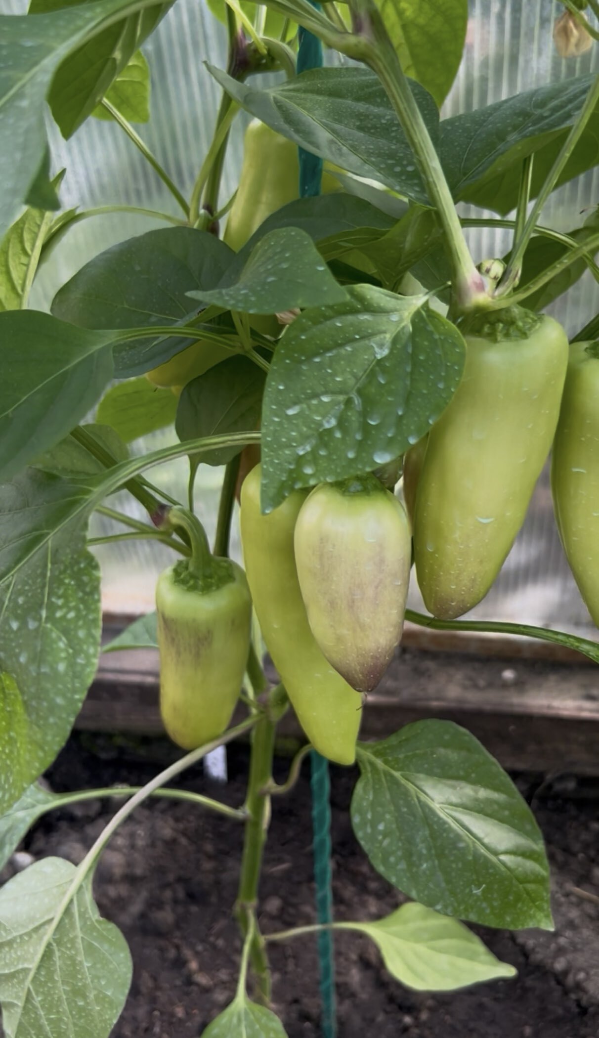 Фотография покупателя товара Семена Перец сладкий "Джипси", Seminis, F1, Сем. Алт, ц/п, 5 шт - Фото 3