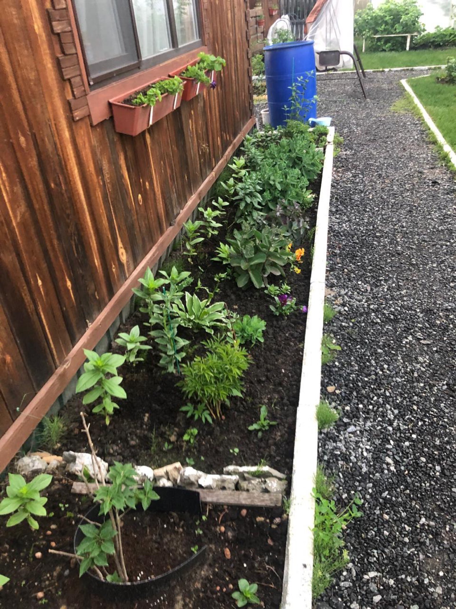 Фотография покупателя товара Семена цветов цинния «Калифорнийские гиганты», смесь, 0.3 г - Фото 2