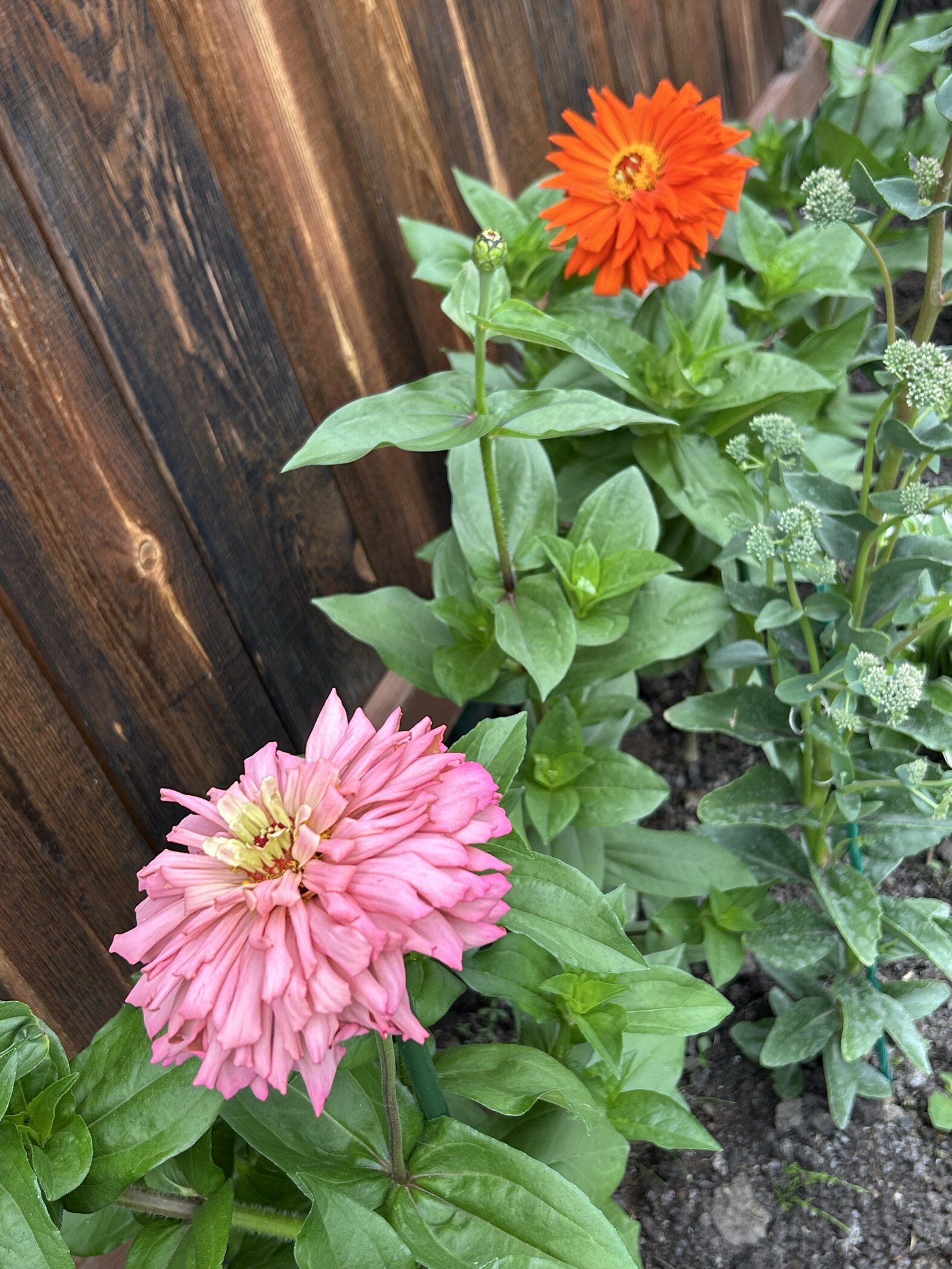 Фотография покупателя товара Семена цветов цинния «Калифорнийские гиганты», смесь, 0.3 г - Фото 3