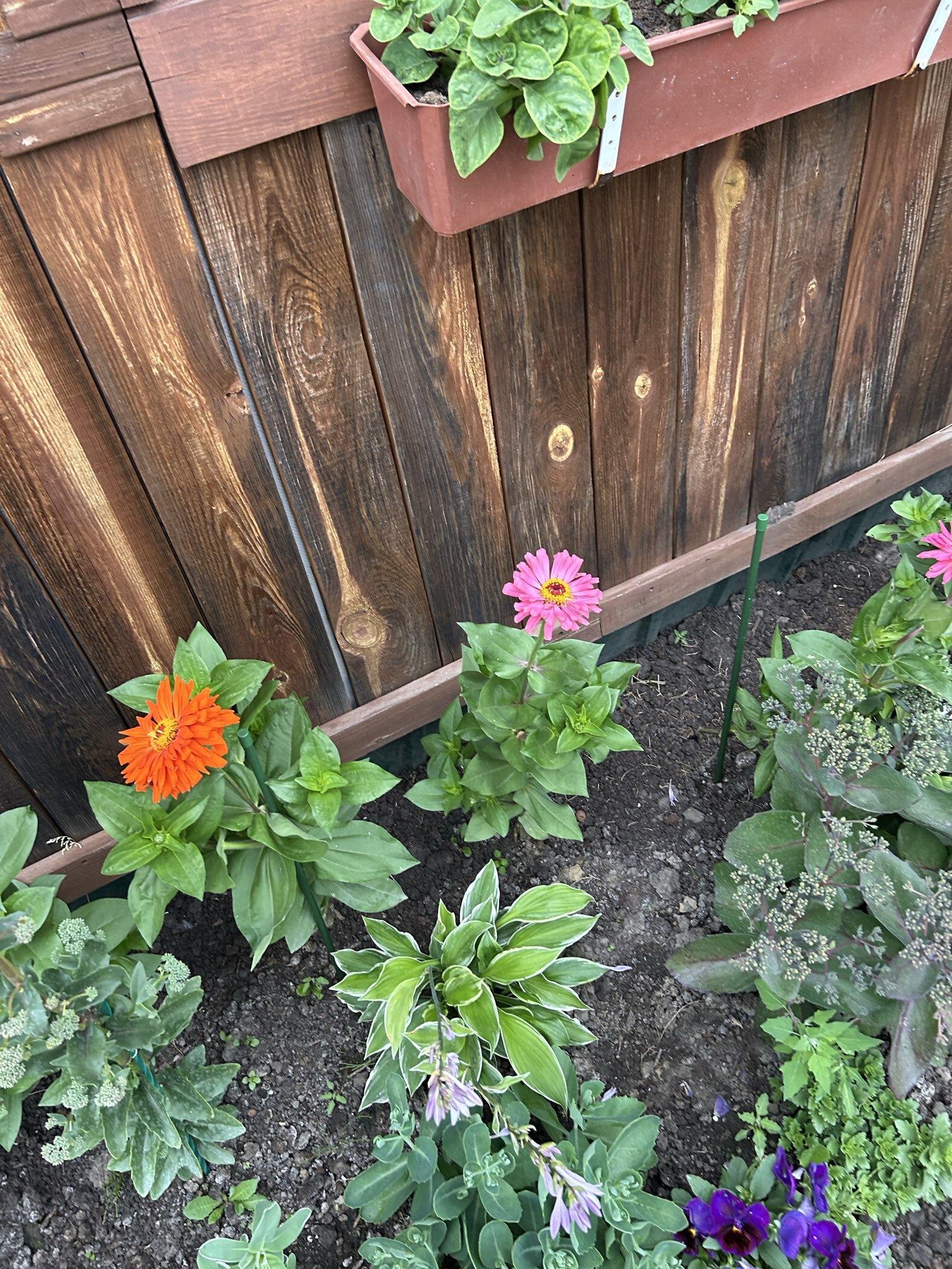 Фотография покупателя товара Семена цветов цинния «Калифорнийские гиганты», смесь, 0.3 г - Фото 4