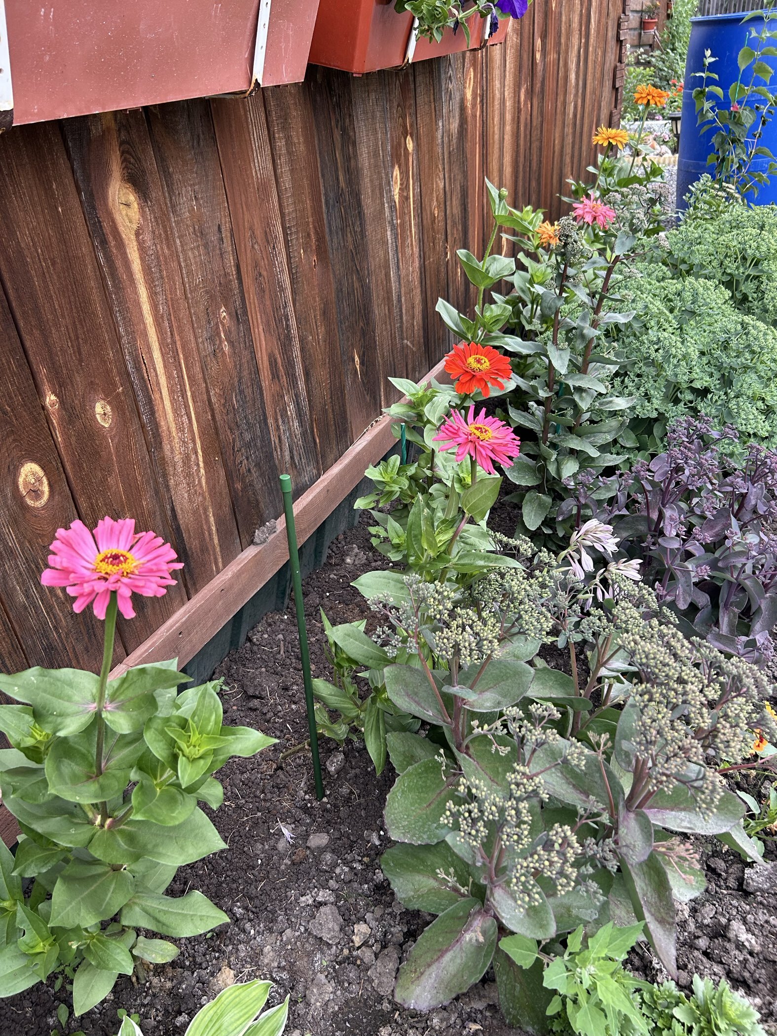 Фотография покупателя товара Семена цветов цинния «Калифорнийские гиганты», смесь, 0.3 г - Фото 5