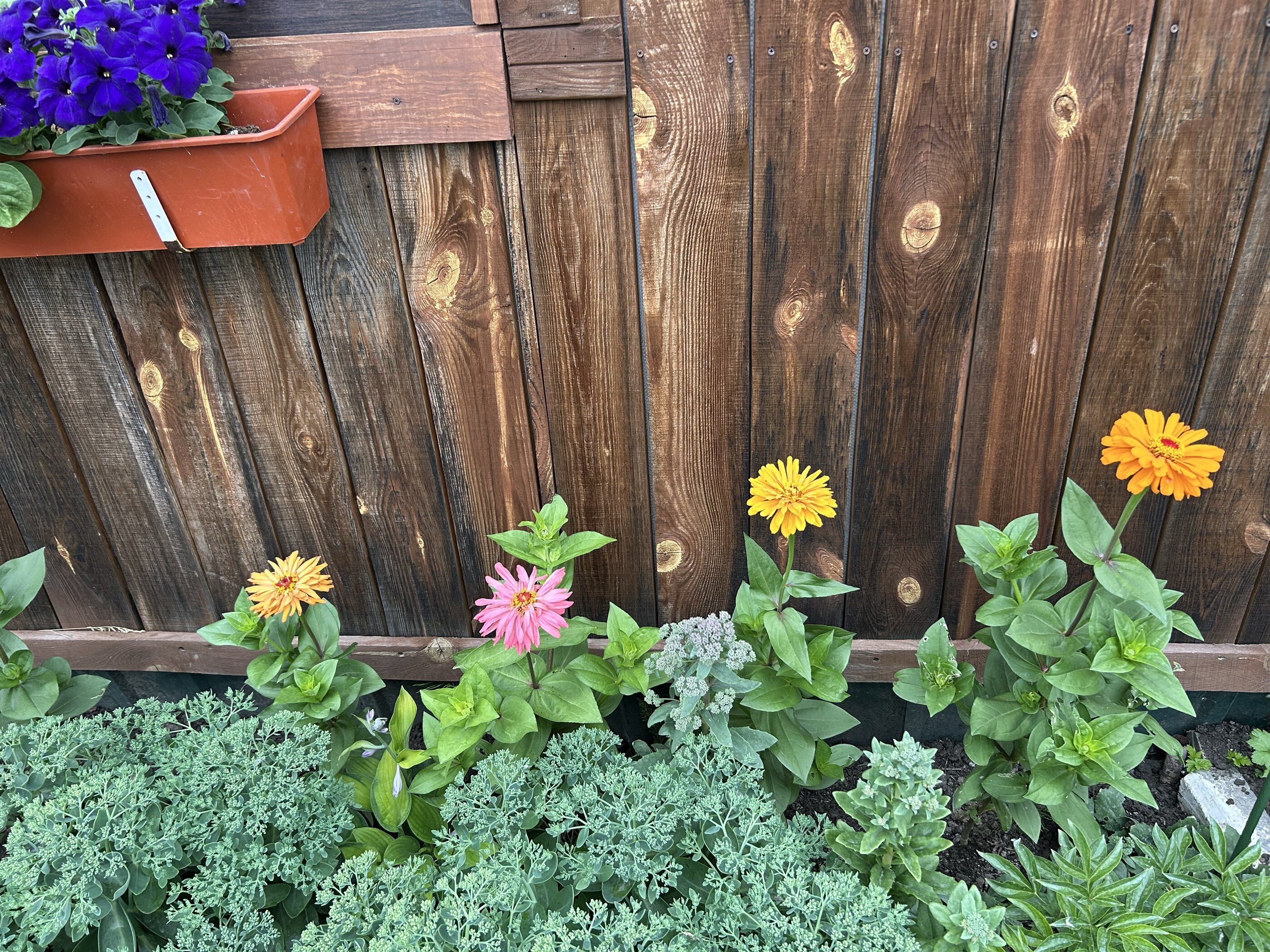 Фотография покупателя товара Семена цветов цинния «Калифорнийские гиганты», смесь, 0.3 г - Фото 6