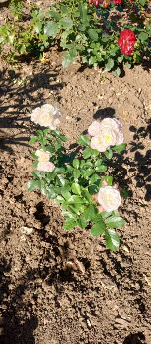 Фотография покупателя товара Саженец Роза мускусные гибриды «Букет Парфе», туба, 1 шт. - Фото 1