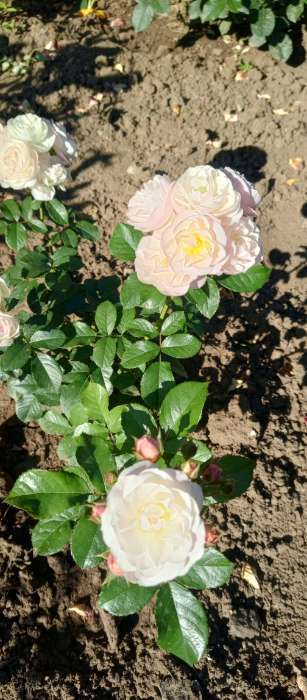 Фотография покупателя товара Саженец Роза мускусные гибриды «Букет Парфе», туба, 1 шт. - Фото 2