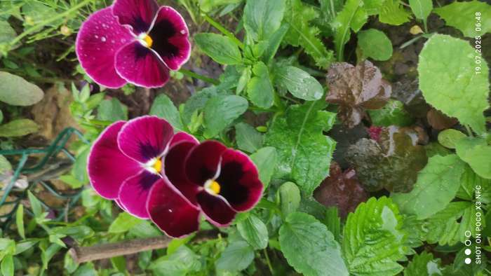 Фотография покупателя товара Семена Цветов Виола крупноцветковая "Кларет" , 0 ,05 г - Фото 1