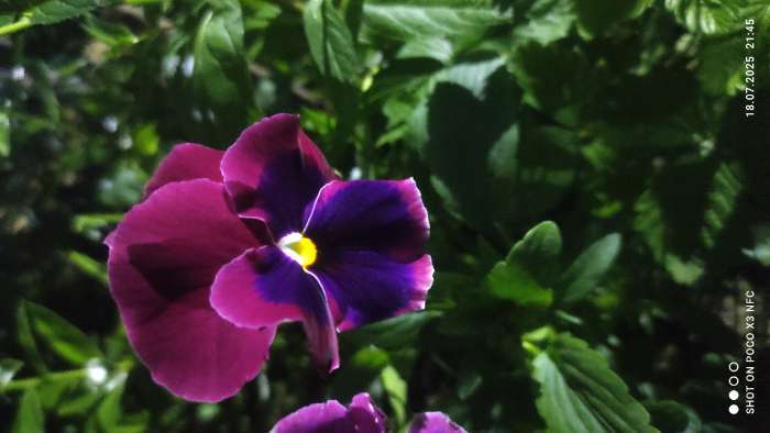 Фотография покупателя товара Семена Цветов Виола крупноцветковая "Кларет" , 0 ,05 г - Фото 2