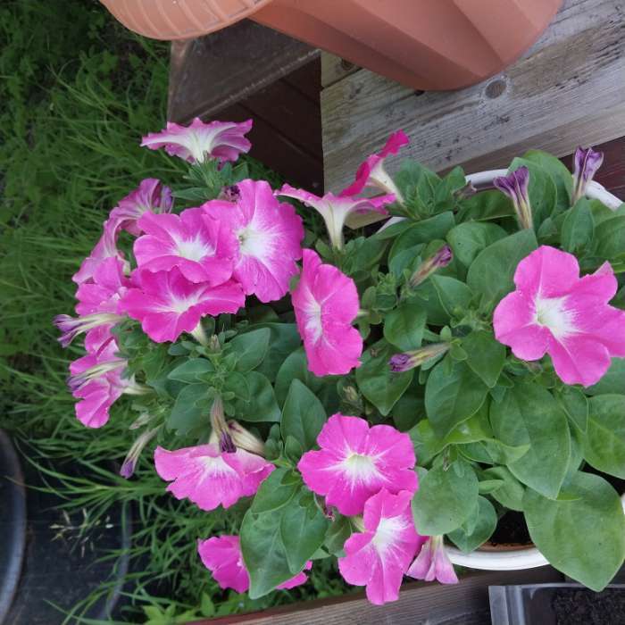 Фотография покупателя товара Семена Цветов Петуния "Мамбо", F1, розовое утро, многоцветковая, пробирка, 7 шт - Фото 2