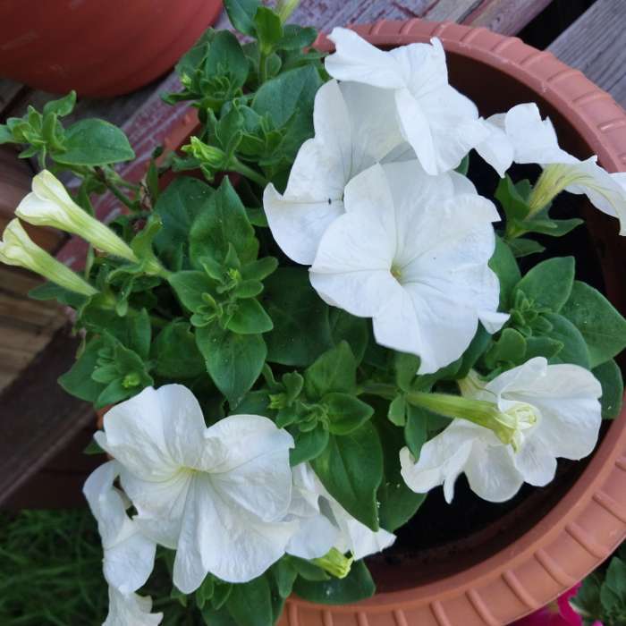 Фотография покупателя товара Семена Петуния Джолли белая F1 многоцветковая, 7 шт - Фото 2