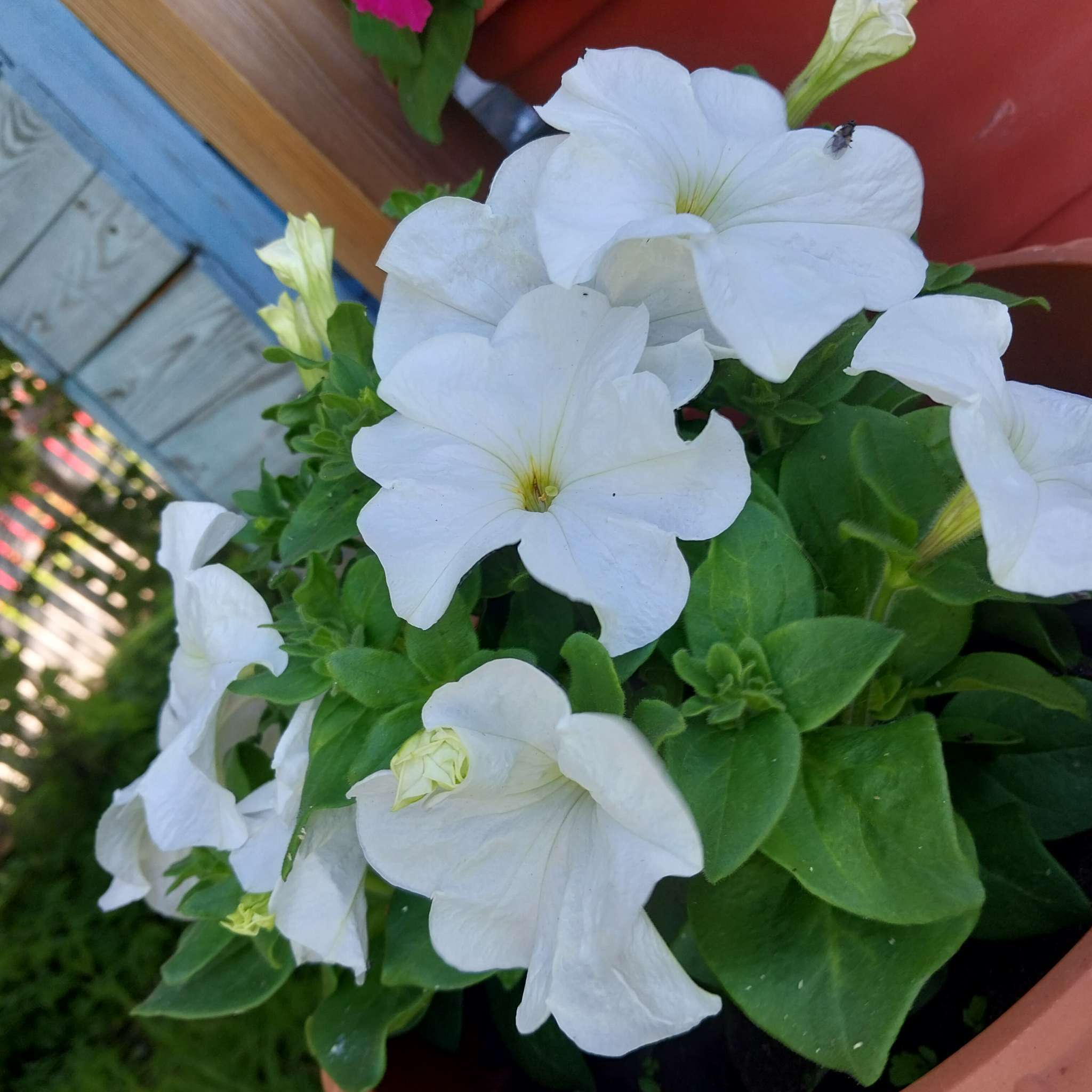 Фотография покупателя товара Семена Петуния Джолли белая F1 многоцветковая, 7 шт - Фото 1