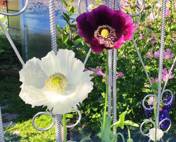 Фотография покупателя товара Семена цветов Мак пионовидный махровый "Крем", О, 0,1 г - Фото 1