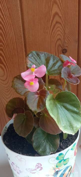 Фотография покупателя товара Семена цветов Бегония Коктейль F1 Текила вечноцветущая, ц/п, 5 шт. - Фото 1