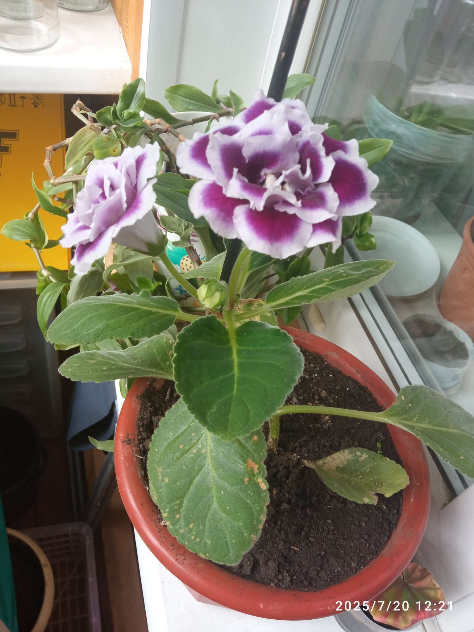 Фотография покупателя товара Семена цветов Глоксиния "Брокада синяя с белым", ц/п,  F1, 4 шт. - Фото 1