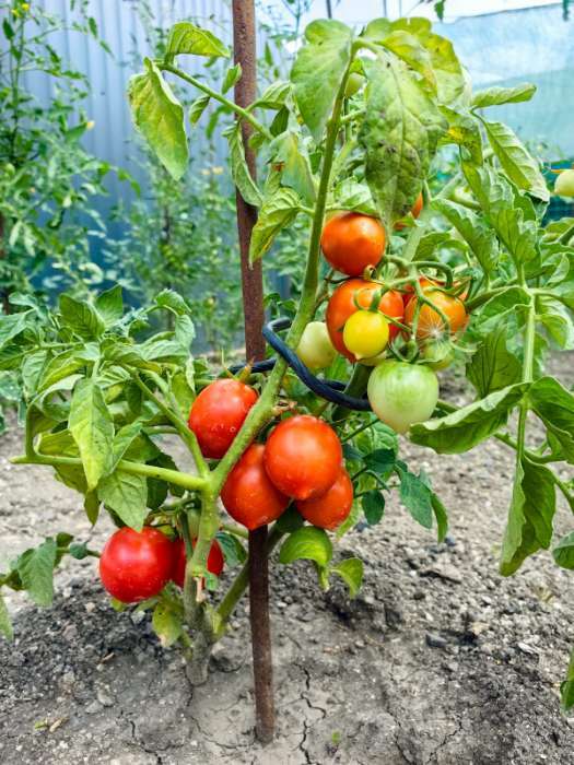 Фотография покупателя товара Семена Томат "Барнаульский консервный", раннеспелый, цп, 0,1 г - Фото 1