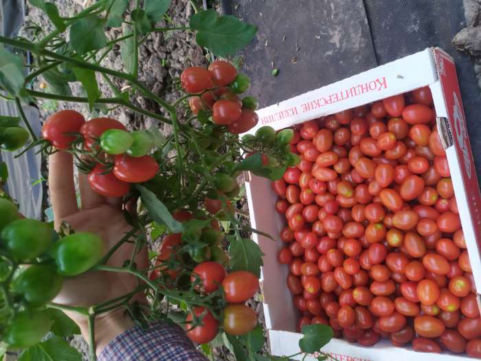 Фотография покупателя товара Семена Томат "Финик Красный", F1,  15 шт - Фото 4