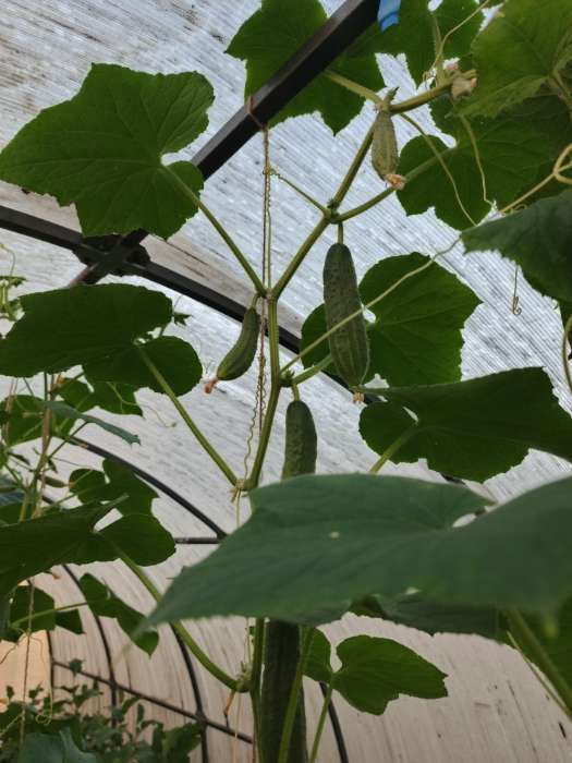 Фотография покупателя товара Семена огурца "Гирлянда", F1, 10 шт. - Фото 2