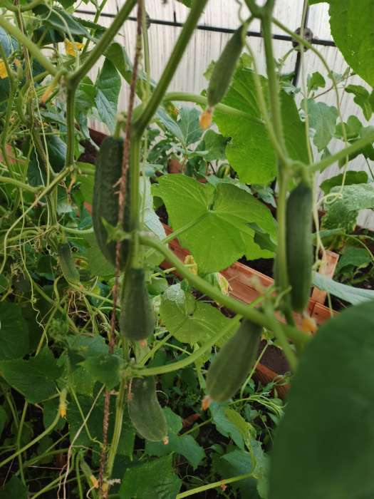 Фотография покупателя товара Семена огурца "Гирлянда", F1, 10 шт. - Фото 3