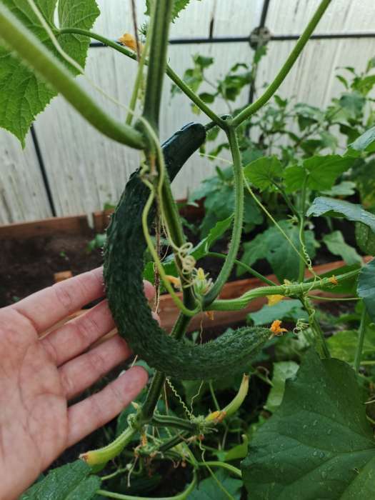 Фотография покупателя товара Семена Огурец "Китайские палочки" F1 партенокарпический, 10 шт - Фото 5