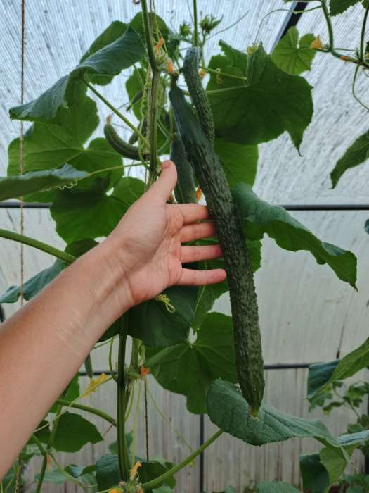 Фотография покупателя товара Семена Огурец "Китайские палочки" F1 партенокарпический, 10 шт - Фото 6