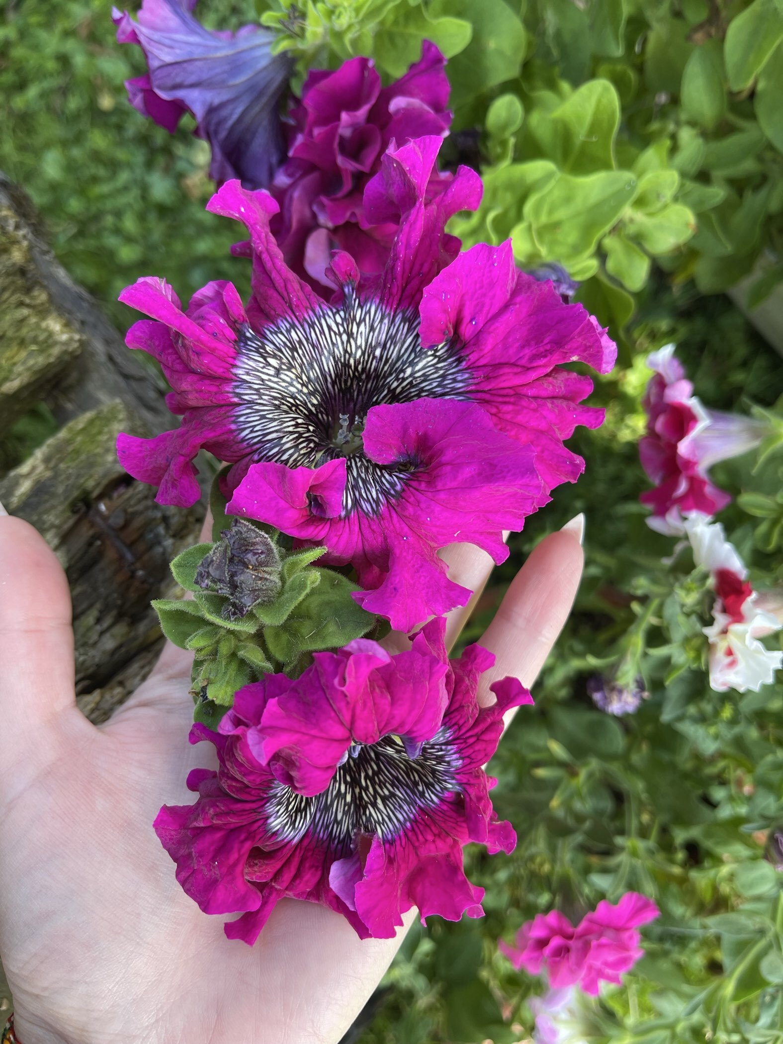 Фотография покупателя товара Семена цветов Петуния супербиссима "Жабо " F1, 12 шт - Фото 2