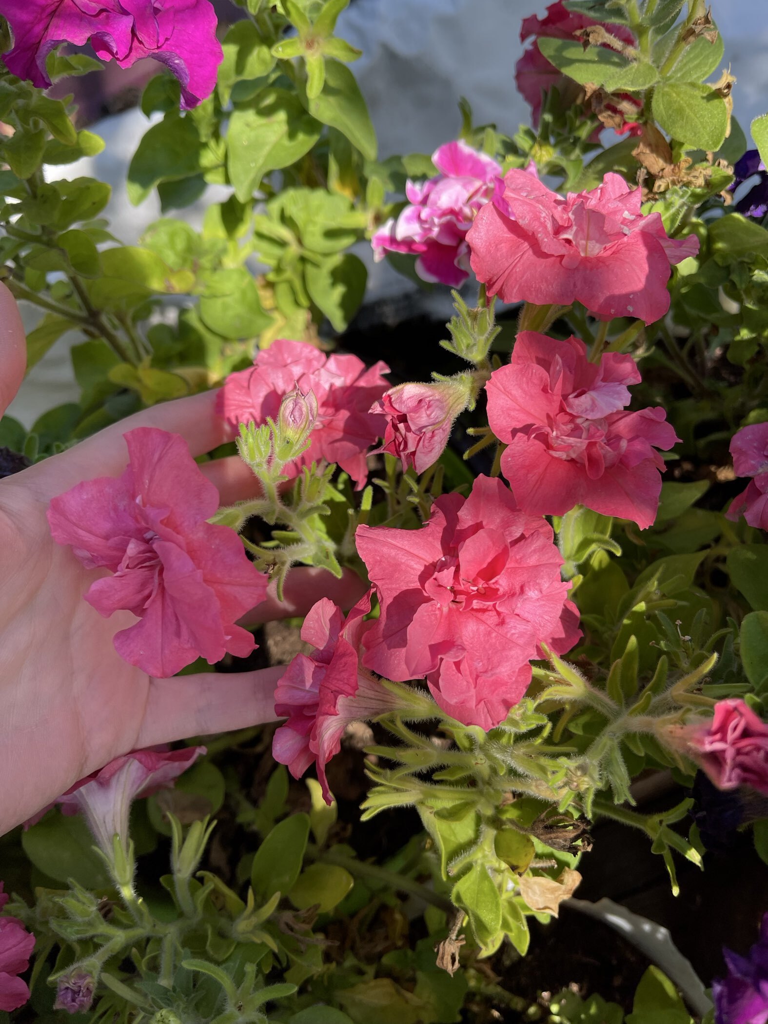 Фотография покупателя товара Семена Цветов Петуния «Лизетта», 10 шт. - Фото 2