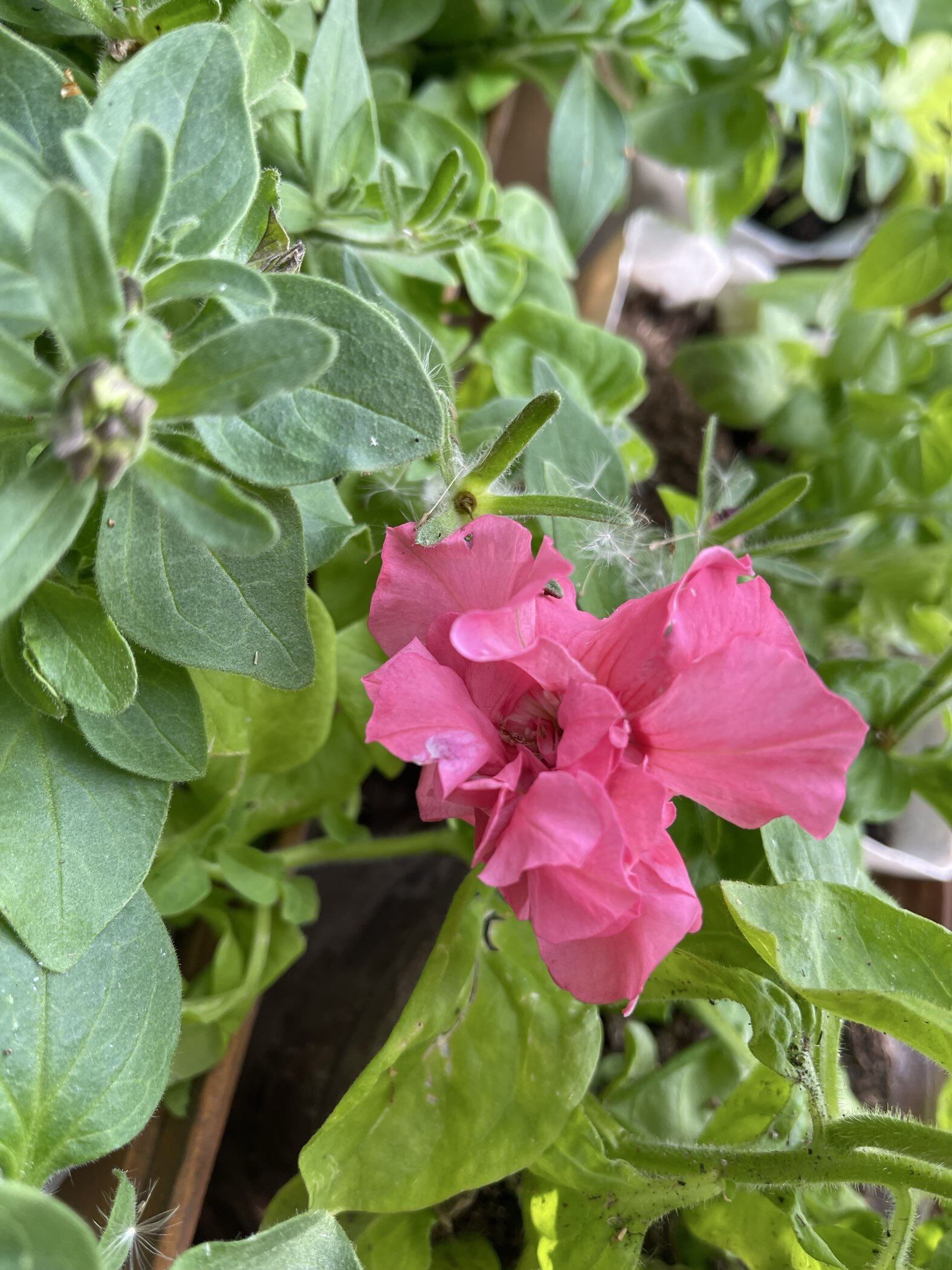 Фотография покупателя товара Семена Цветов Петуния «Лизетта», 10 шт. - Фото 1