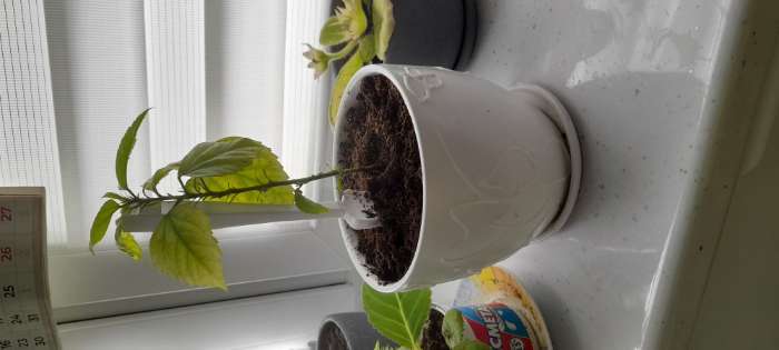 Фотография покупателя товара Горшок для цветов «Кураж», 600 мл, d=12 см, h=10 см, керамический, с поддоном, белый - Фото 1