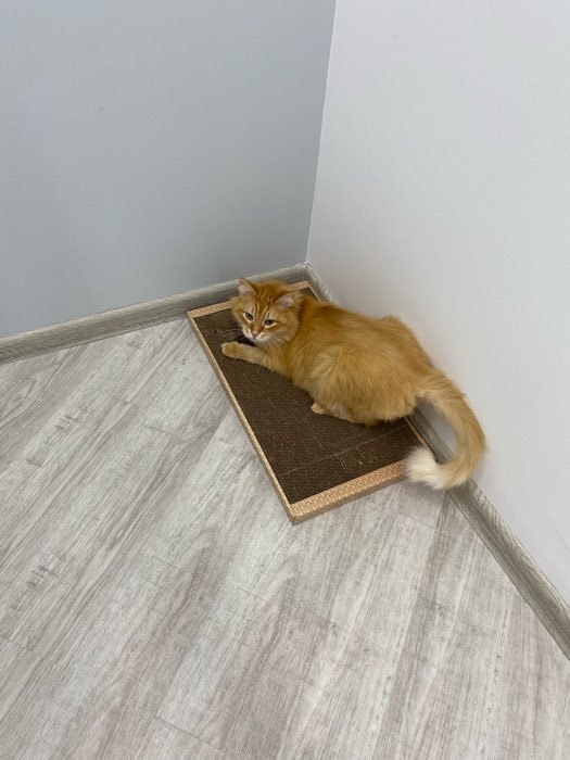 Фотография покупателя товара Домашняя когтеточка-лежанка для кошек, 56 × 30 см - Фото 13