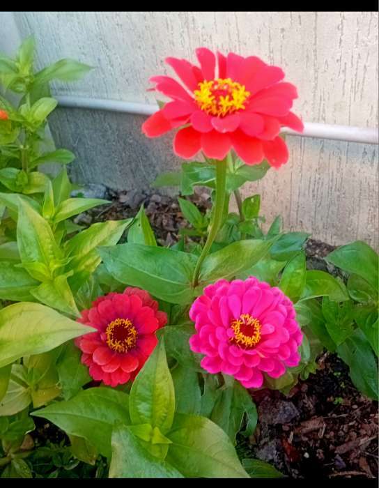 Фотография покупателя товара Семена цветов цинния «Калифорнийские гиганты», смесь, 0.3 г - Фото 1