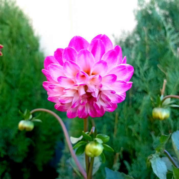 Фотография покупателя товара Семена цветов Георгина "Яркие помпоны", ц/п,   0,2 г - Фото 7