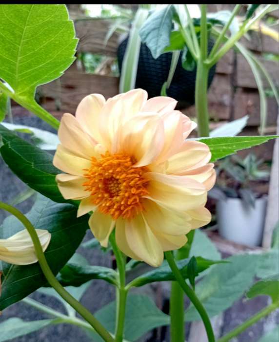 Фотография покупателя товара Семена цветов Георгина "Яркие помпоны", ц/п,   0,2 г - Фото 5