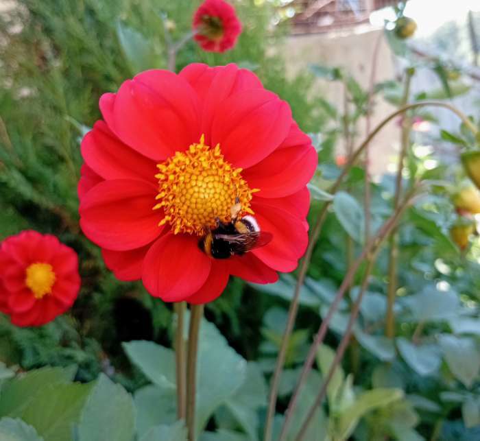 Фотография покупателя товара Семена цветов Георгина "Яркие помпоны", ц/п,   0,2 г - Фото 6