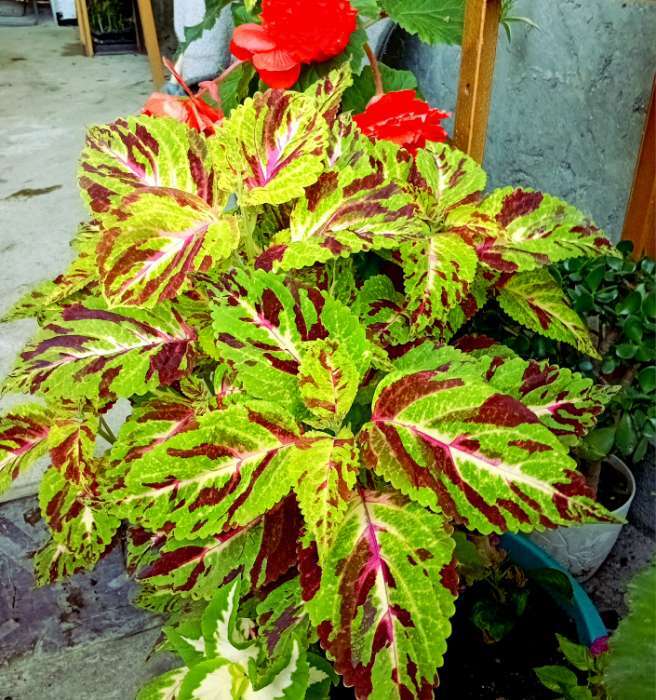 Фотография покупателя товара Семена цветов Колеус «Визард», мозаика, «Семена Алтая», цветной пакет, 5 шт. - Фото 1