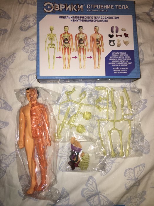 Фотография покупателя товара Набор для опытов «Строение тела», анатомия человека - Фото 30