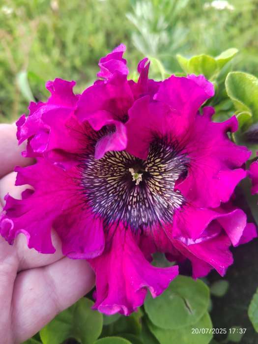 Фотография покупателя товара Семена цветов Петуния супербиссима "Жабо " F1, 12 шт - Фото 1