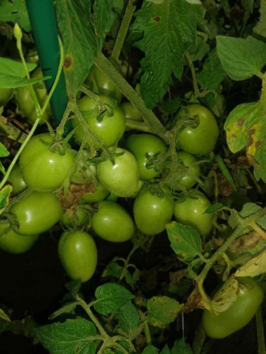 Фотография покупателя товара Семена Томат  "Непас 9 " 0.1 г - Фото 4