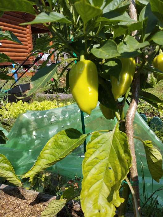 Фотография покупателя товара Семена Перец острый серия Русский размер F1, 15 шт - Фото 6