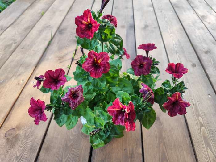 Фотография покупателя товара Семена цветов Петуния мультифлора «Май Джой Еллоу Бронз Ред», 5 шт., «Поиск» - Фото 11