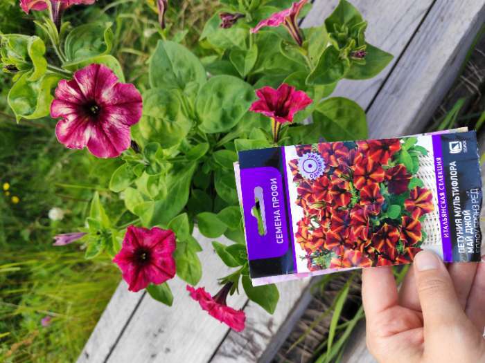 Фотография покупателя товара Семена цветов Петуния мультифлора «Май Джой Еллоу Бронз Ред», 5 шт., «Поиск» - Фото 10