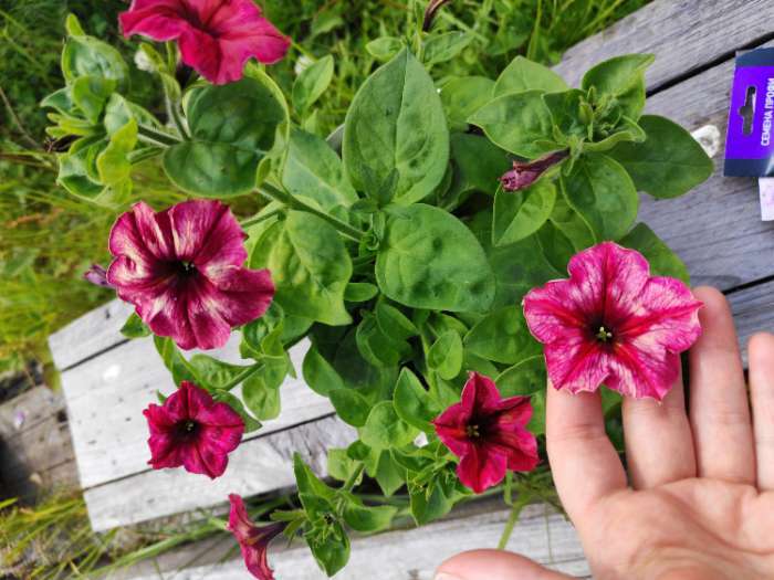 Фотография покупателя товара Семена цветов Петуния мультифлора «Май Джой Еллоу Бронз Ред», 5 шт., «Поиск» - Фото 9