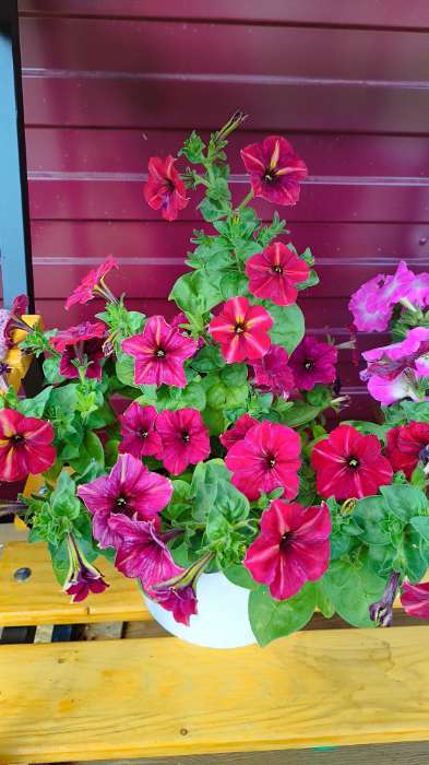 Фотография покупателя товара Семена цветов Петуния мультифлора «Май Джой Еллоу Бронз Ред», 5 шт., «Поиск» - Фото 8