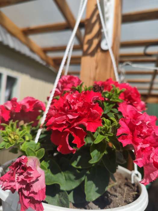 Фотография покупателя товара Семена цветов Петуния «Валентайн F1», махровая, крупноцветковая, однолетник, гранулы - Фото 1