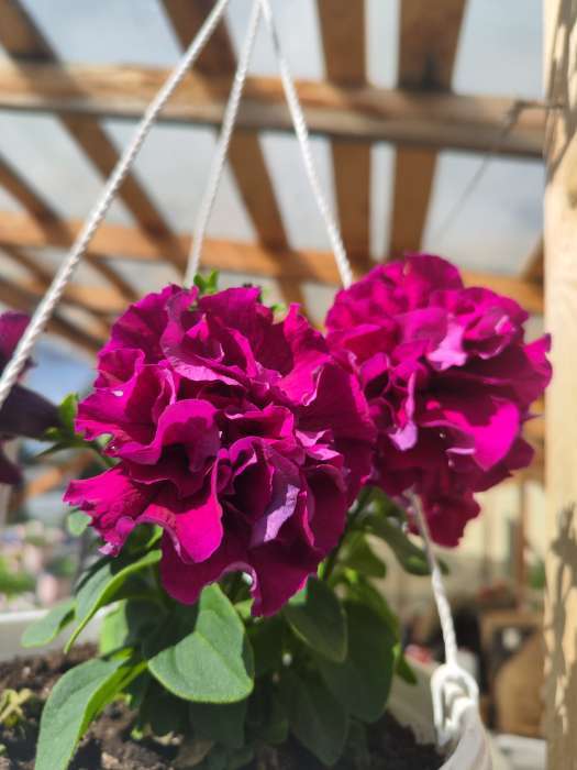 Фотография покупателя товара Семена цветов Петуния «Бургунди Каскадная», F1, махровая, 7 шт., «Семена Алтая» - Фото 2