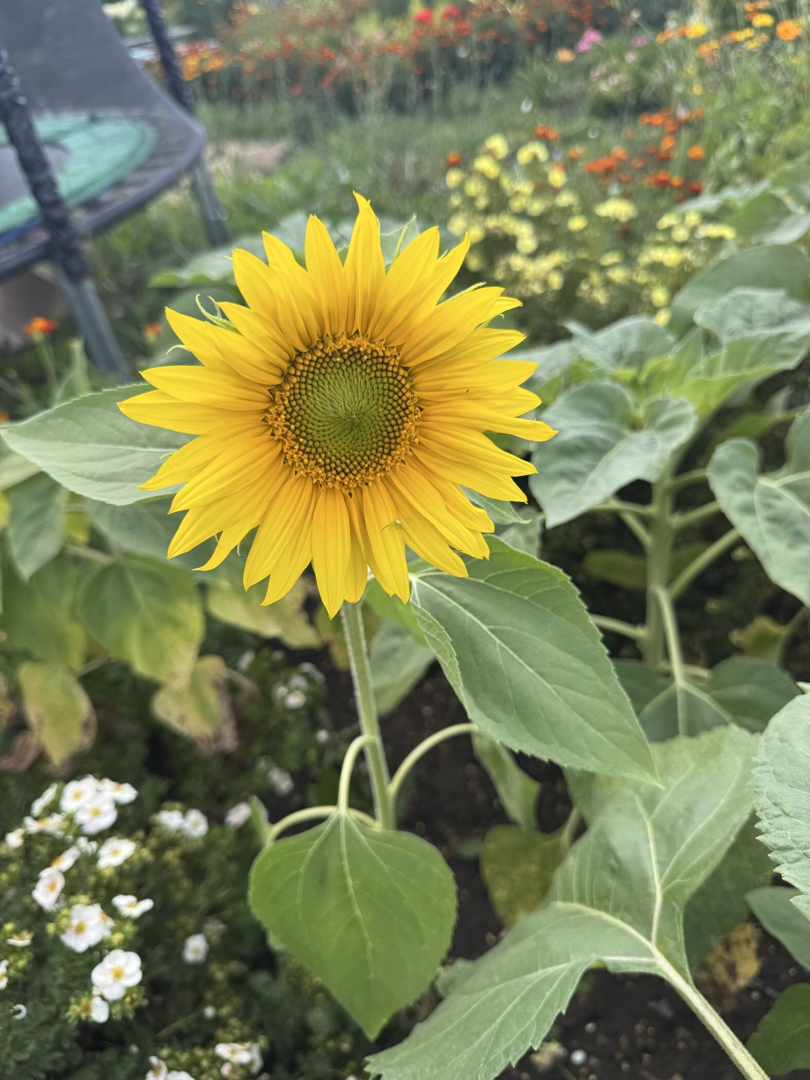 Фотография покупателя товара Семена Подсолнечник декоративный махровый «Золотой свет», однолетник, 0.5 г, «Агрофирма АЭЛИТА» - Фото 1