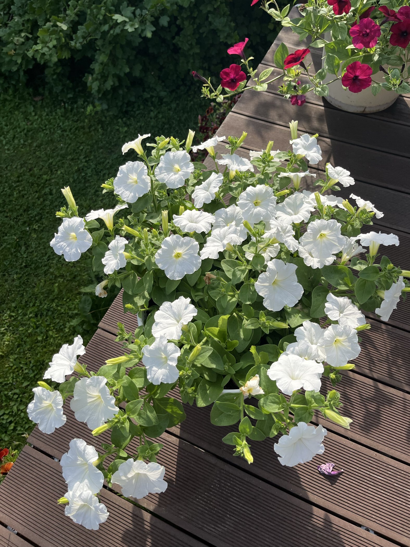 Фотография покупателя товара Семена цветов Петуния "Е3 Изи Вейв Вайт F1", 5 шт - Фото 1