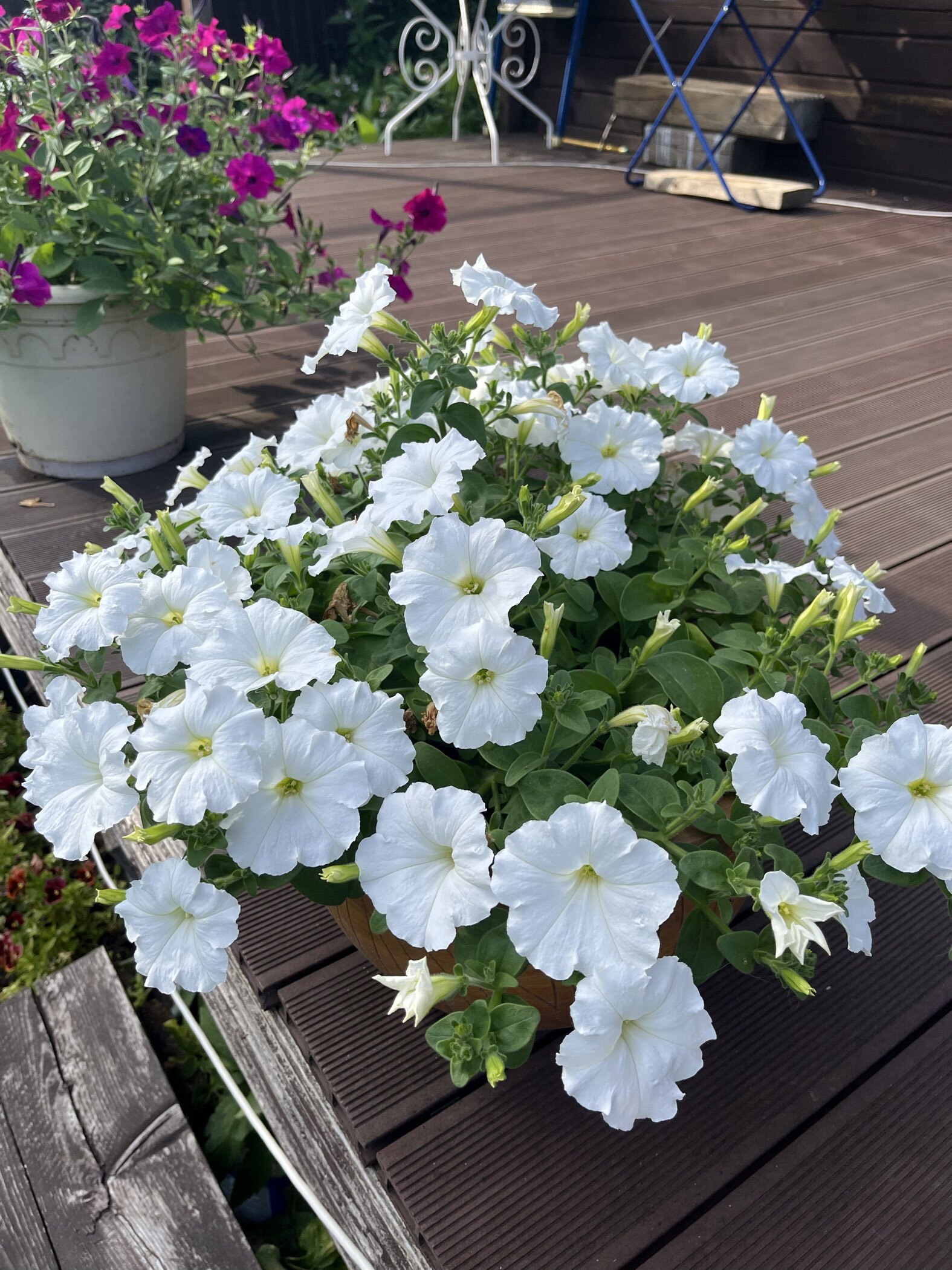 Фотография покупателя товара Семена цветов Петуния "Е3 Изи Вейв Вайт F1", 5 шт - Фото 2